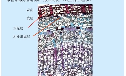 淘米水洗脸作用与功效网 - 淘米水洗发水的功效与作用,淘米水洗脸有什么效果和作用